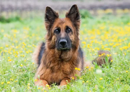German Shepherd Love – Adorable bonding