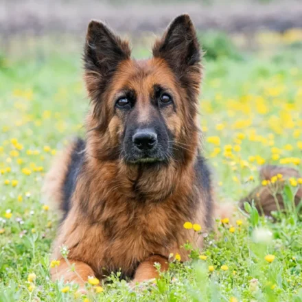 German Shepherd Love – Adorable bonding
